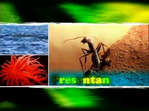 AmigoSalvajePecesdecolores4