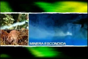 AvesExtraordinarias3