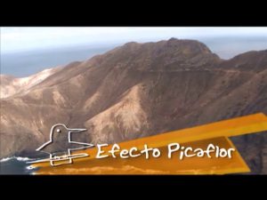 LangostaJuanFernandez3