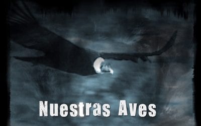 Nuestras aves