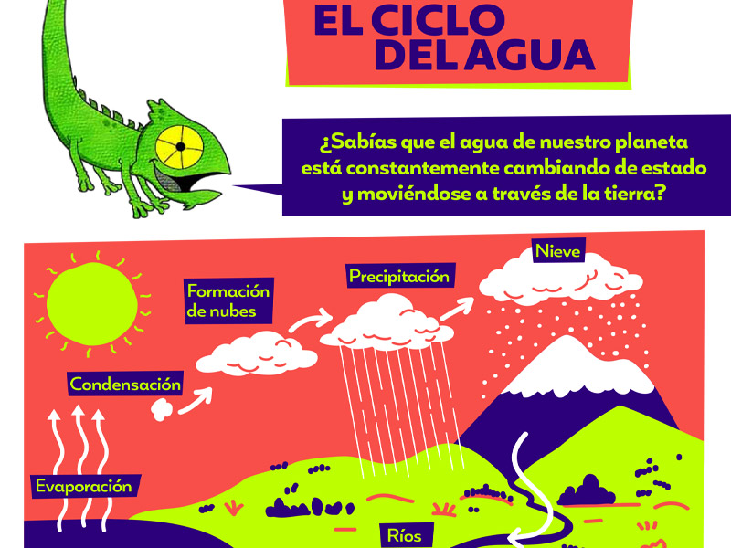 Ayuda Tareas Camaleón: Ciclo del Agua, Ciclo de la vida, El Hábitat y Vertebrados