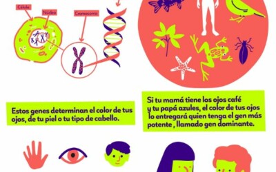 Infografía El ADN