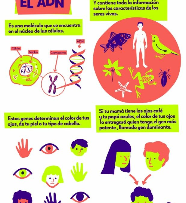Infografía El ADN