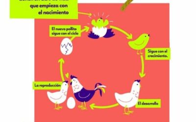 Infografía El ciclo de la vida