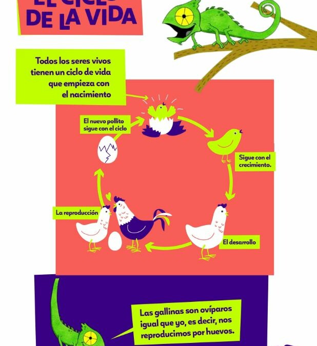 Infografía El ciclo de la vida