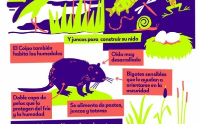 Infografía Humedales