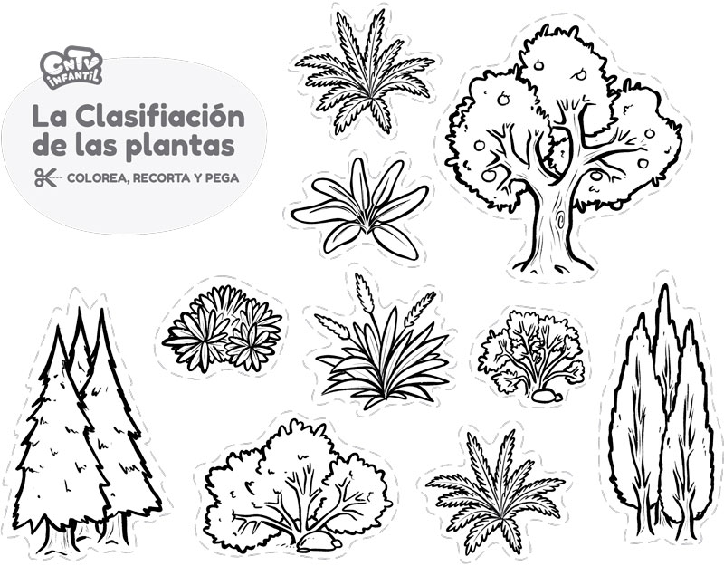 Pinta, recorta y pega: La clasificación de las plantas
